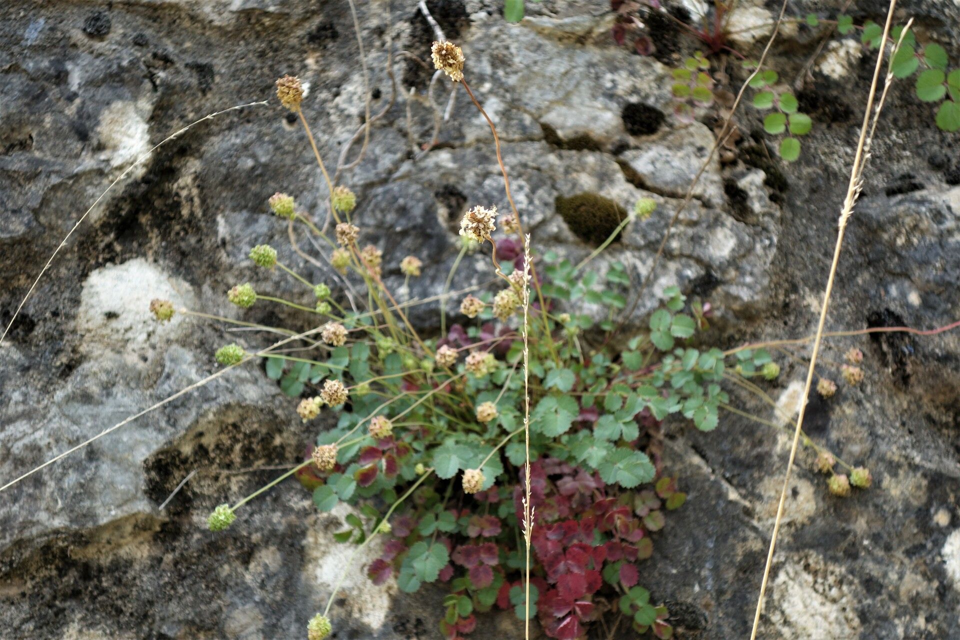 Poterium rupicola flower