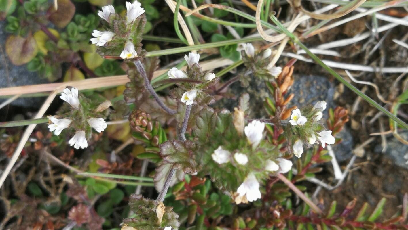 Euphrasia frigida leaf