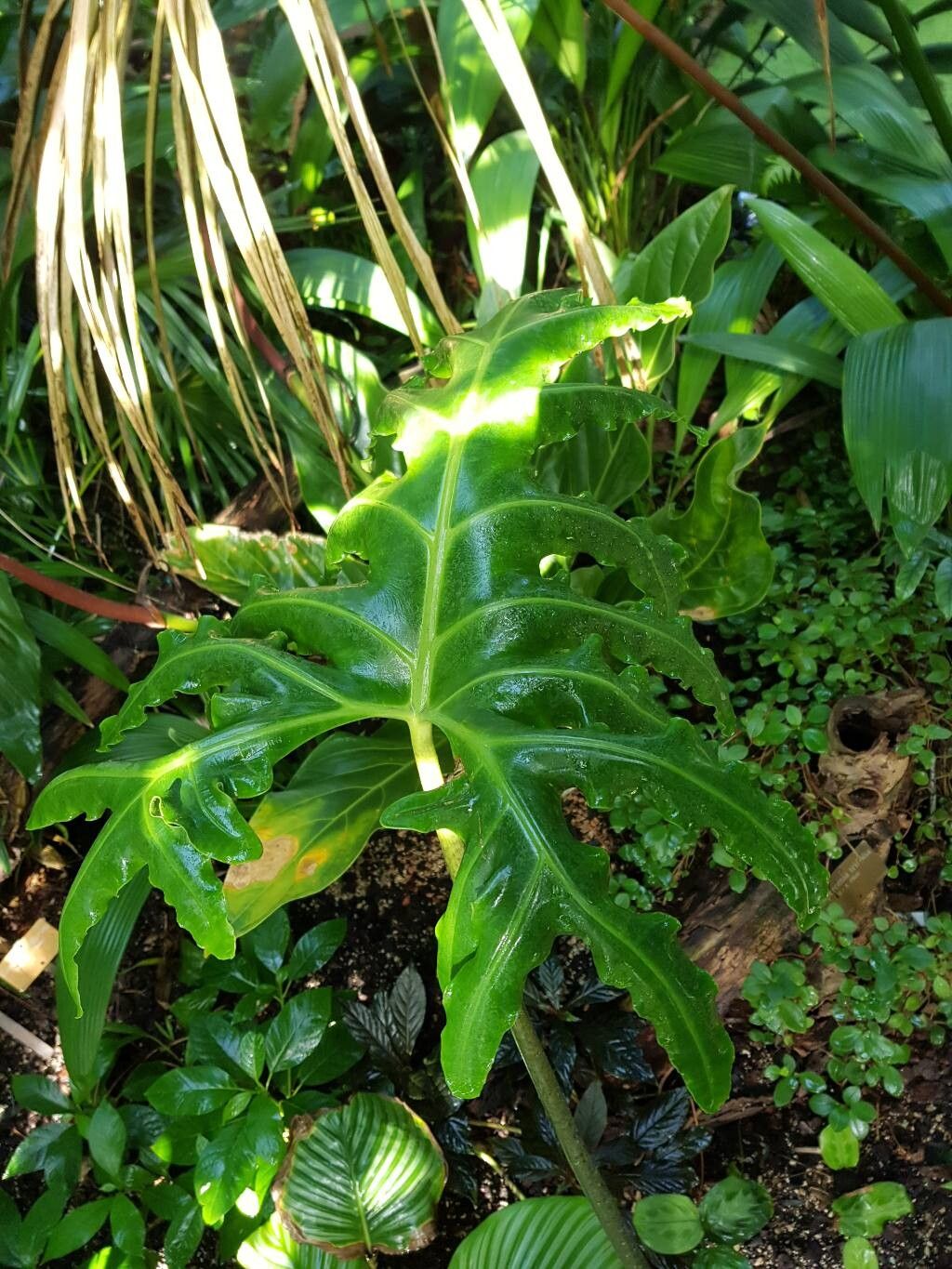 Alocasia portei — search result for 'Alocasia'