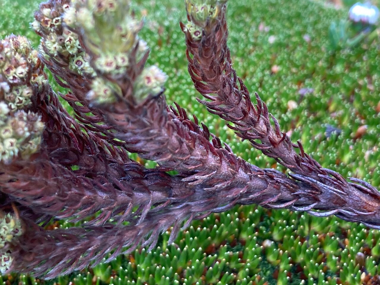 Alchemilla nivalis bark