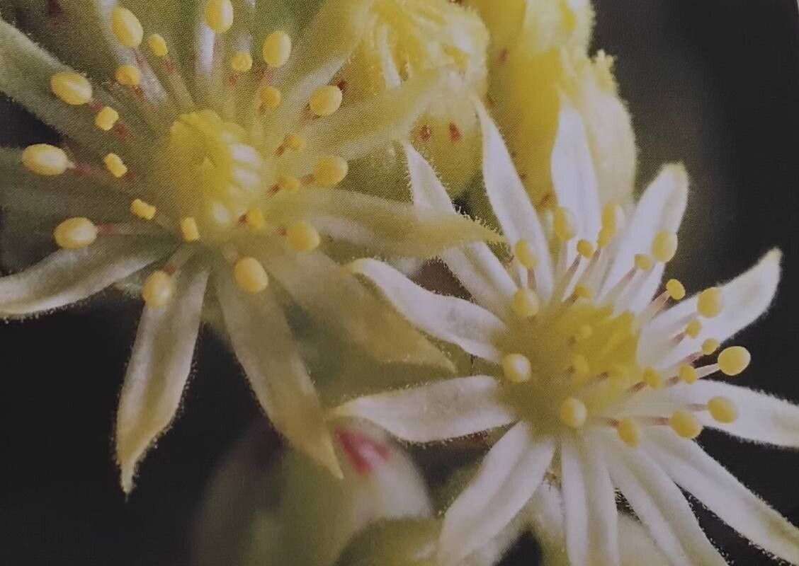 Sempervivum leucanthum flower
