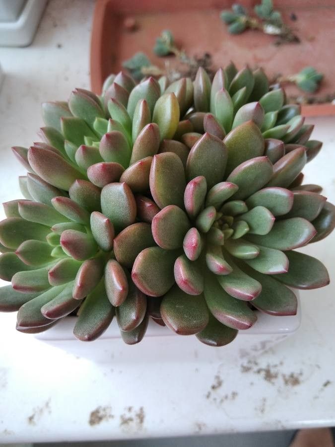 Echeveria cv. 'Apus' flower