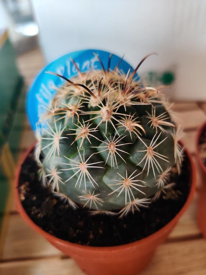 Coryphantha delaetiana leaf