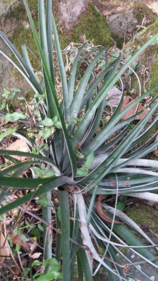 Bromelia karatas — unique fruits houseplant