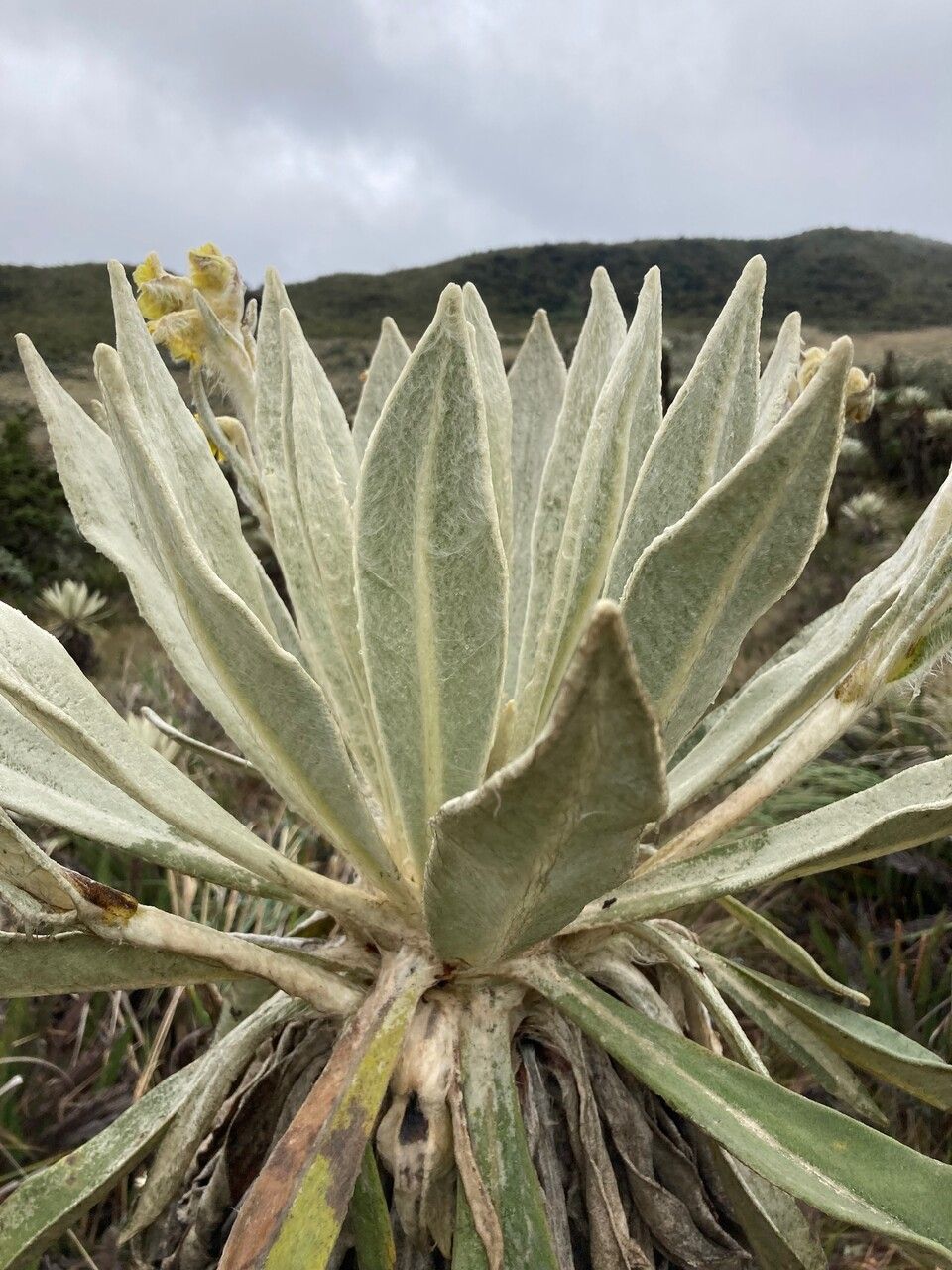 Espeletia pycnophylla — houseplant care guide