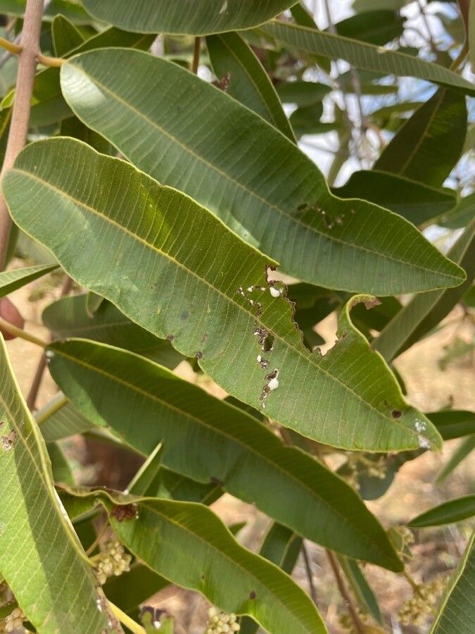 Ozoroa insignis leaf