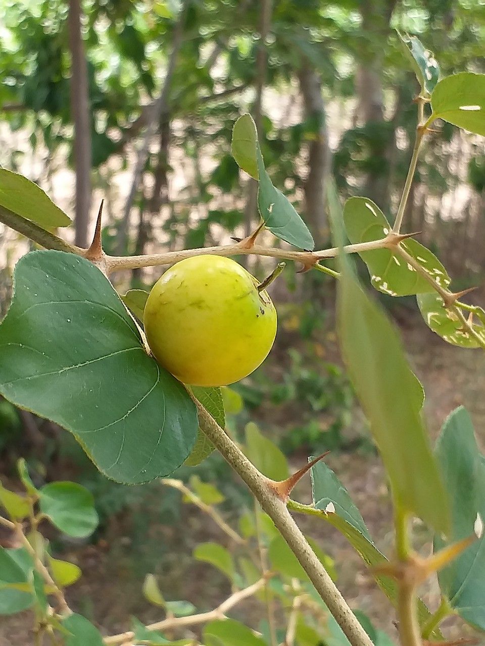 Ziziphus mauritiana fruit