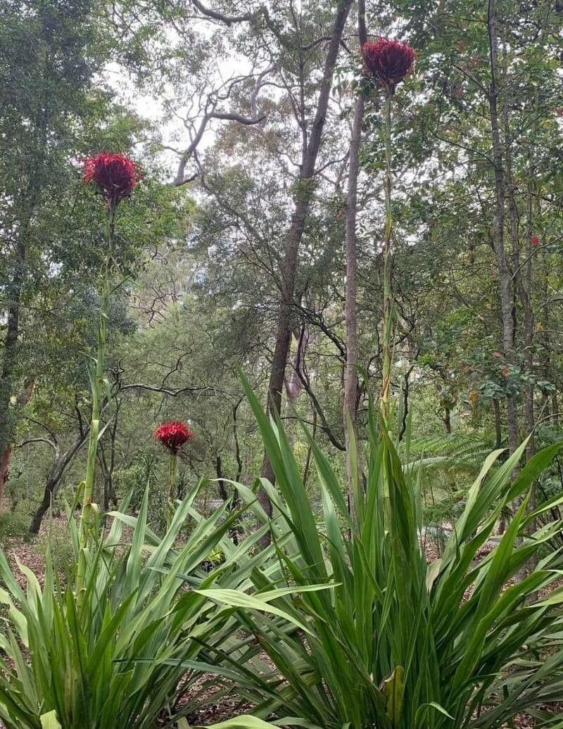 Doryanthes excelsa flower