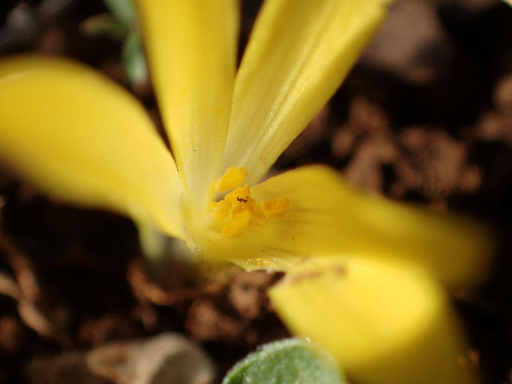 Sternbergia colchiciflora flower