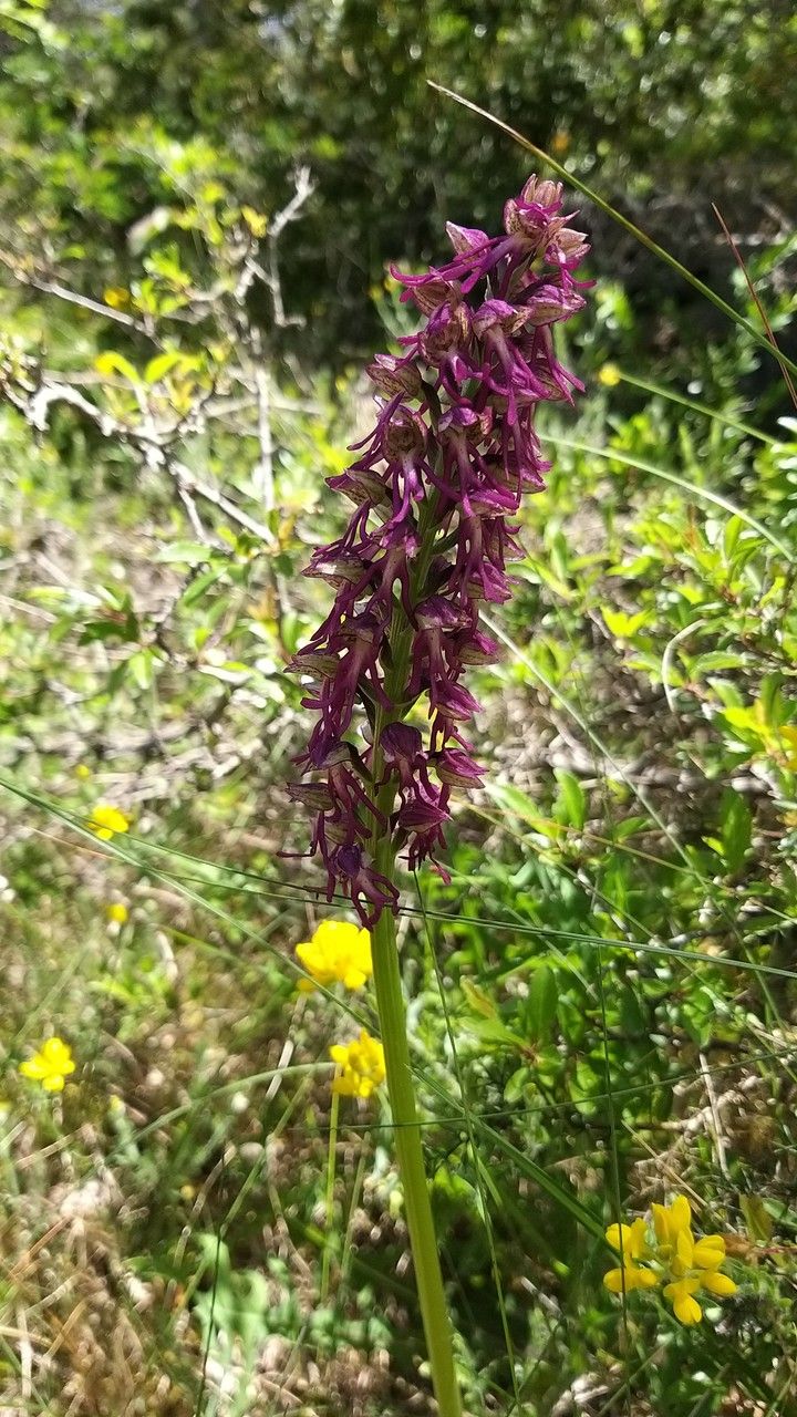 Orchis × bergonii flower