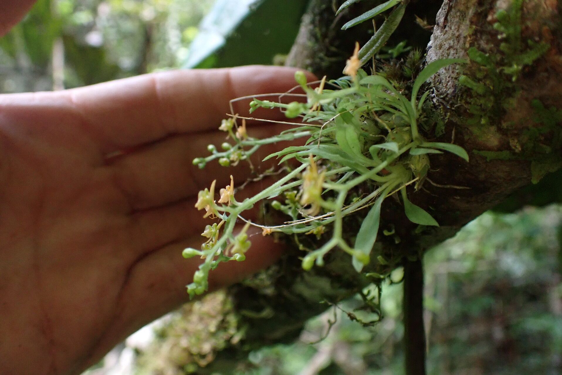Liparis dryadum habit