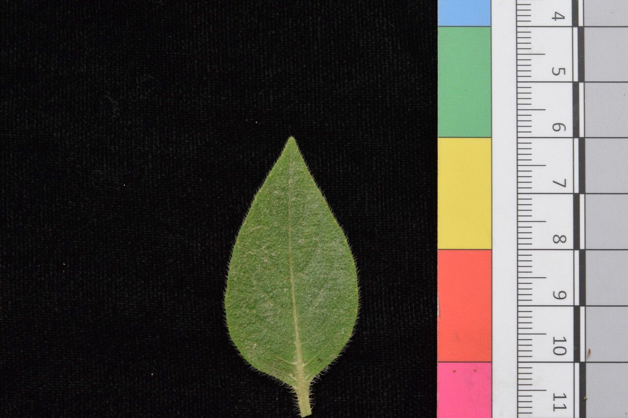 Ruellia beddomei — search result for 'Ruellia'