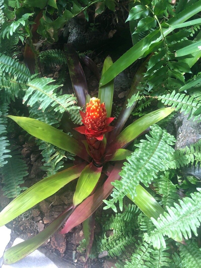 Guzmania conifera