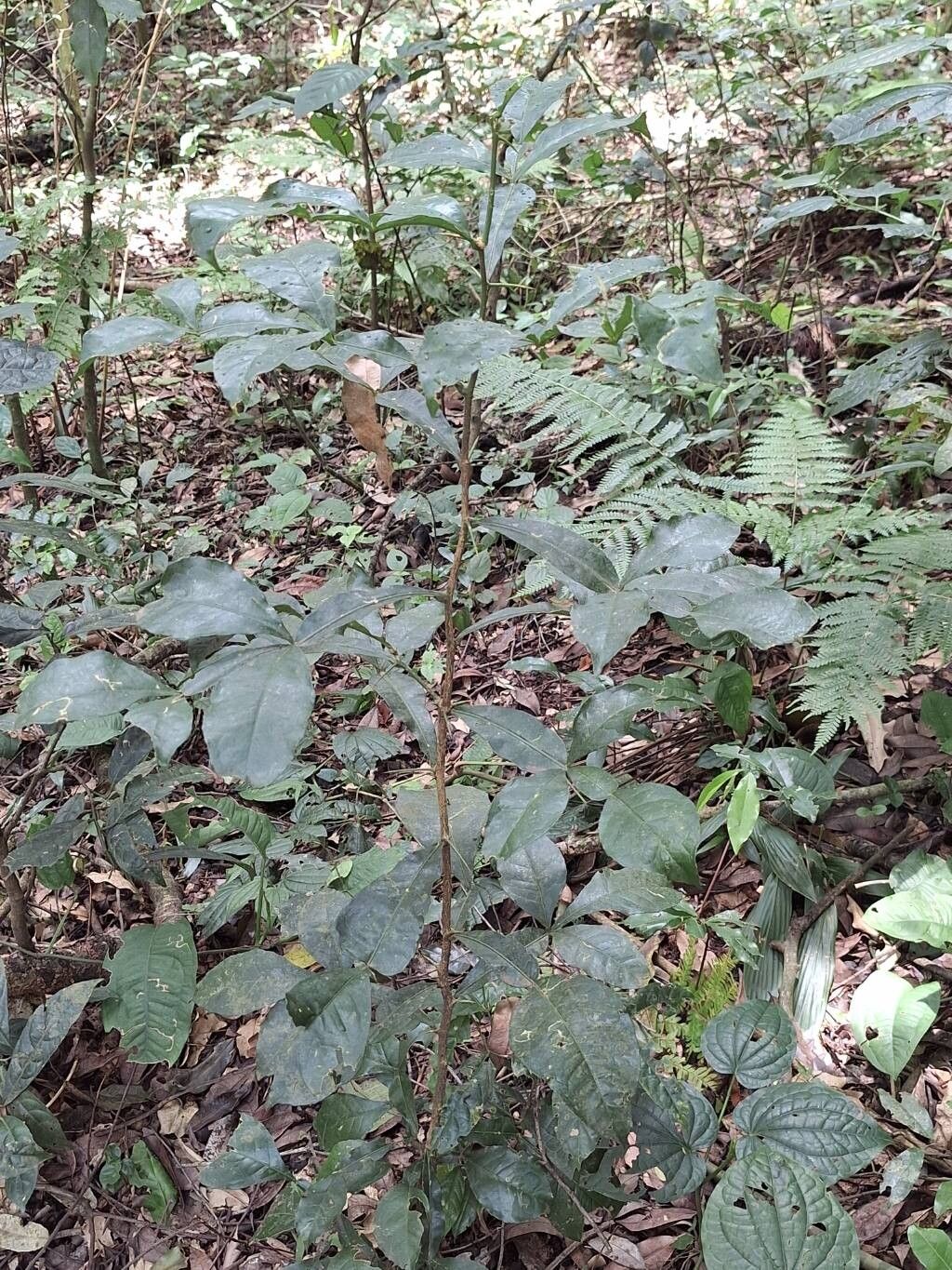 Citropsis articulata — related species from the same genus