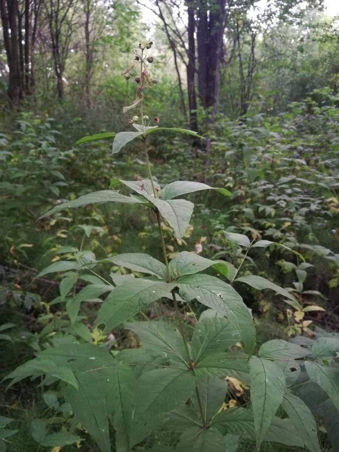 Lysimachia quadrifolia fruit