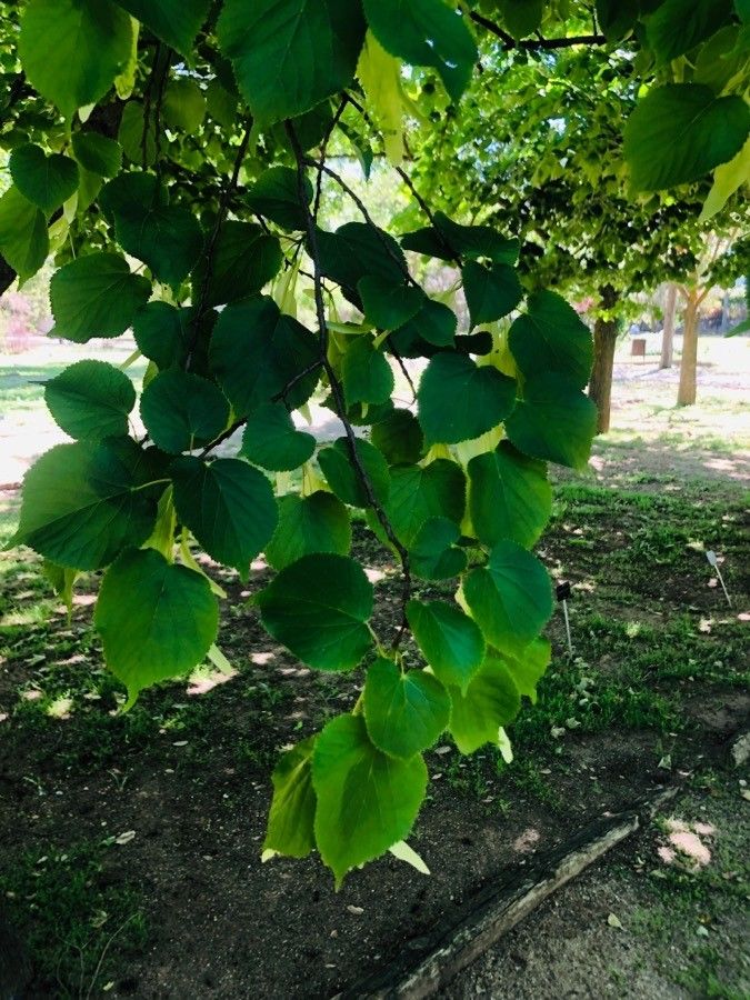 Tilia × europaea leaf
