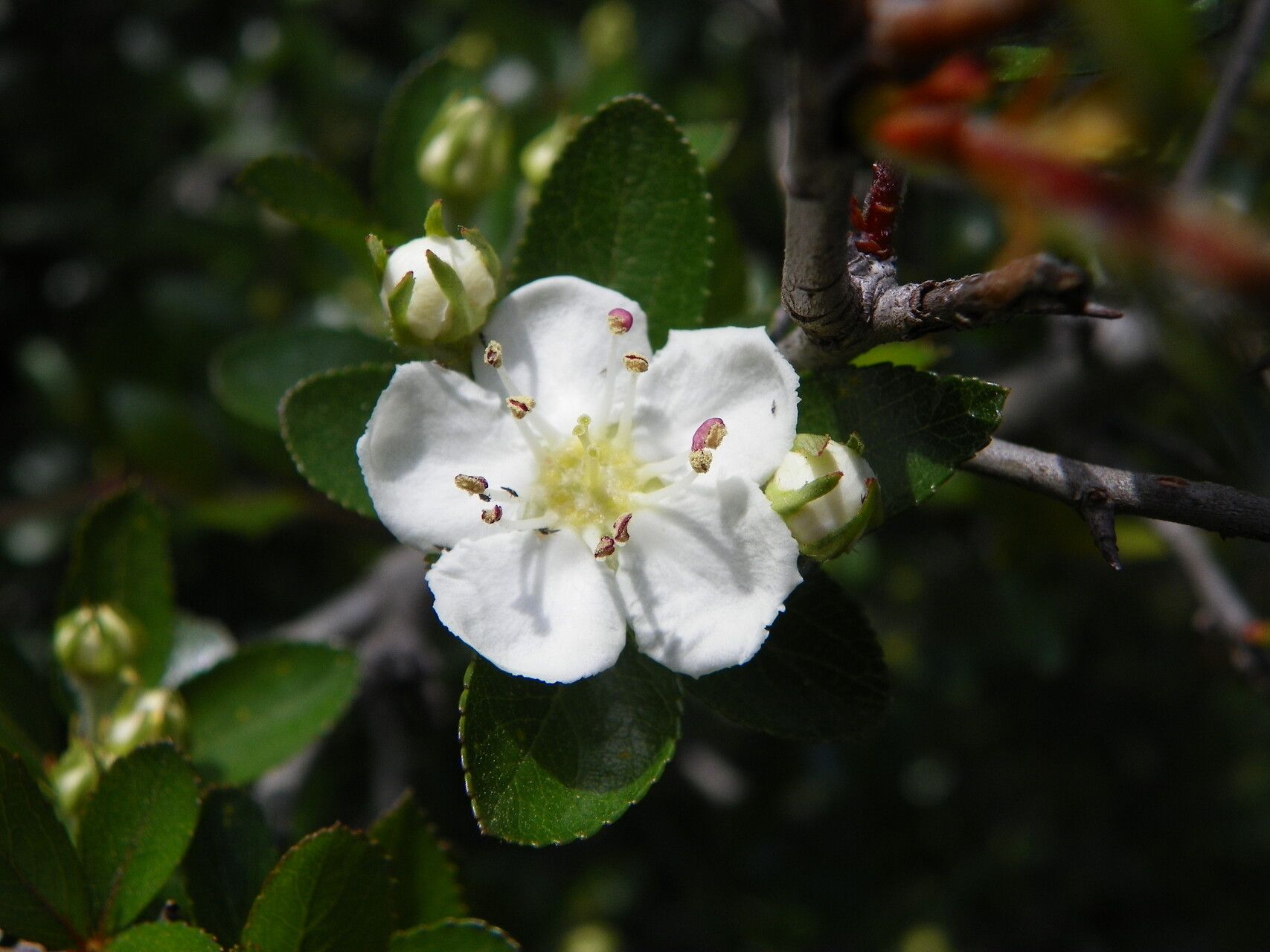 Crataegus rosei — search result for 'Crataegus'