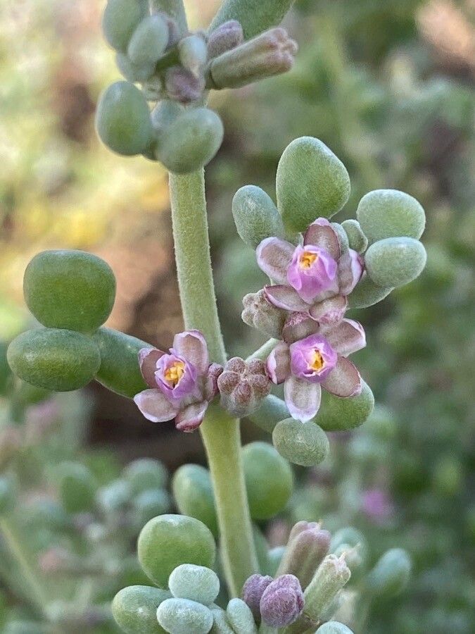 Tetraena gaetula flower