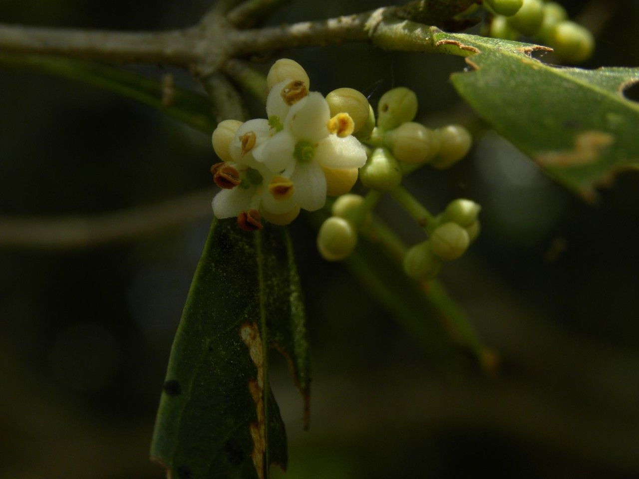 Olea lancea flower