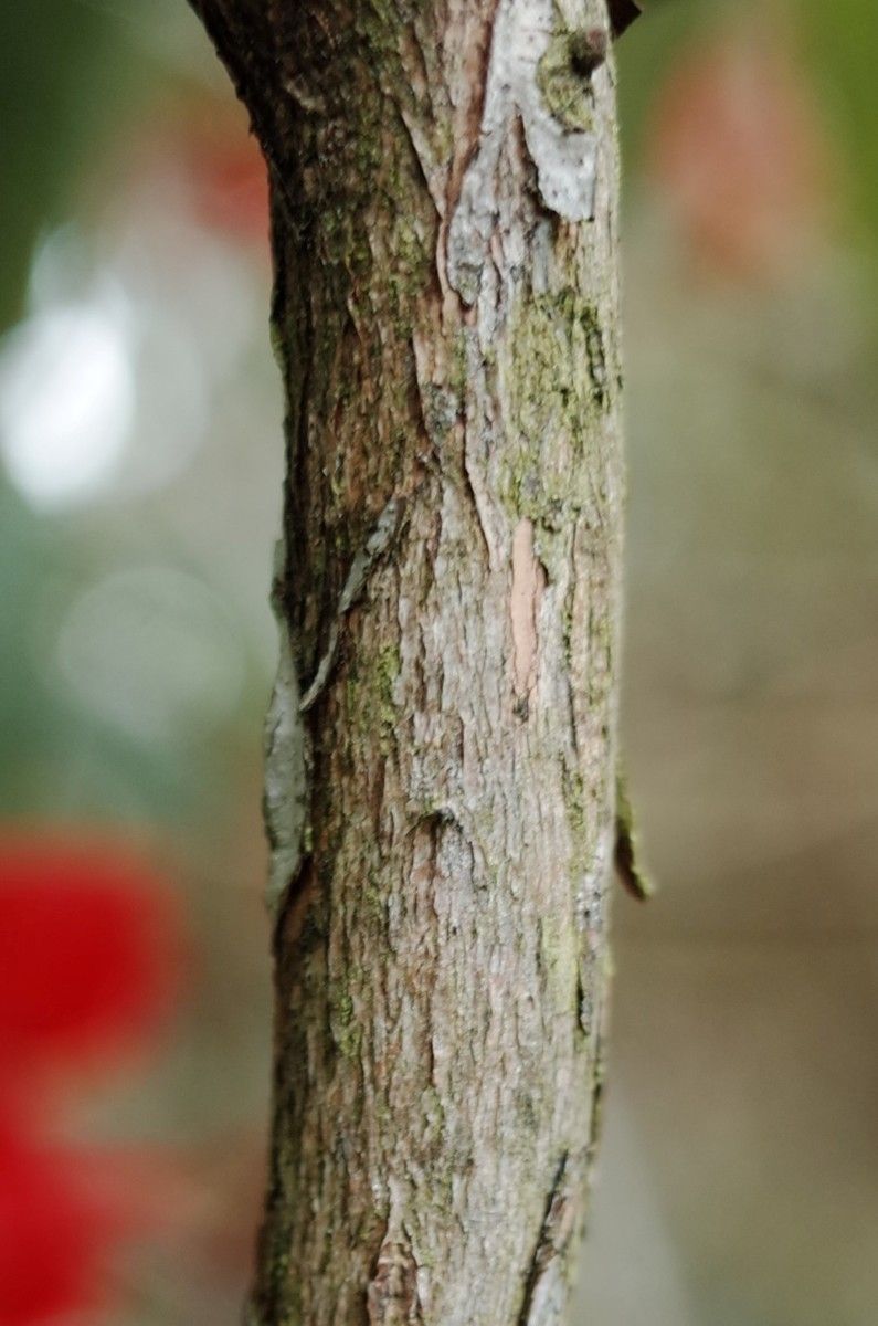 Rhododendron venator bark