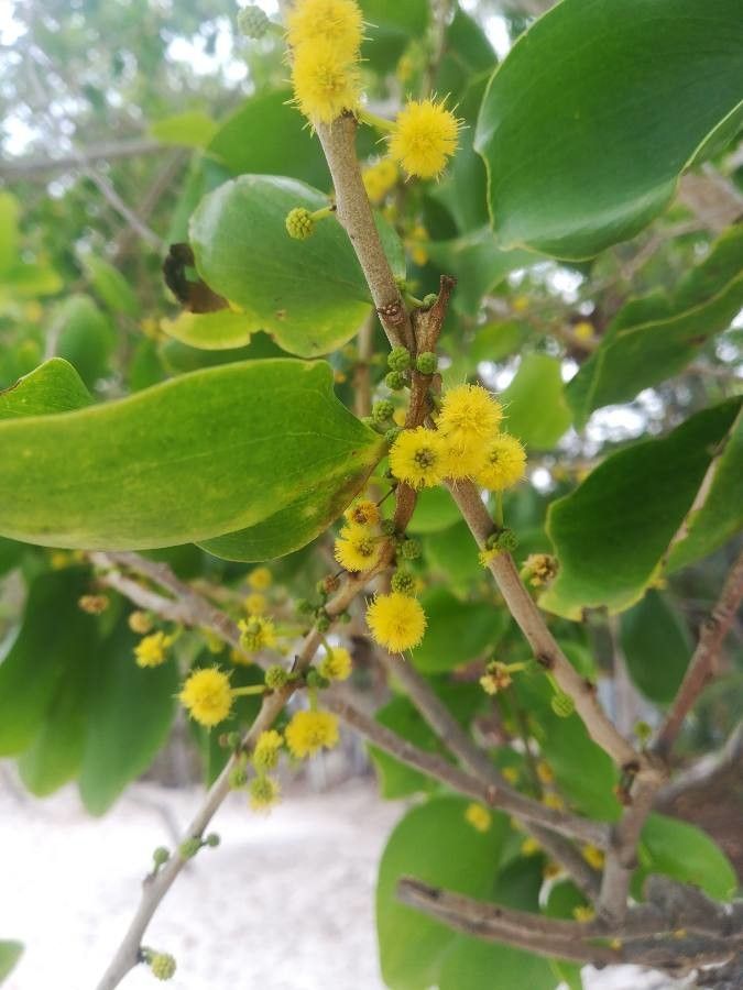 Acacia simplex flower