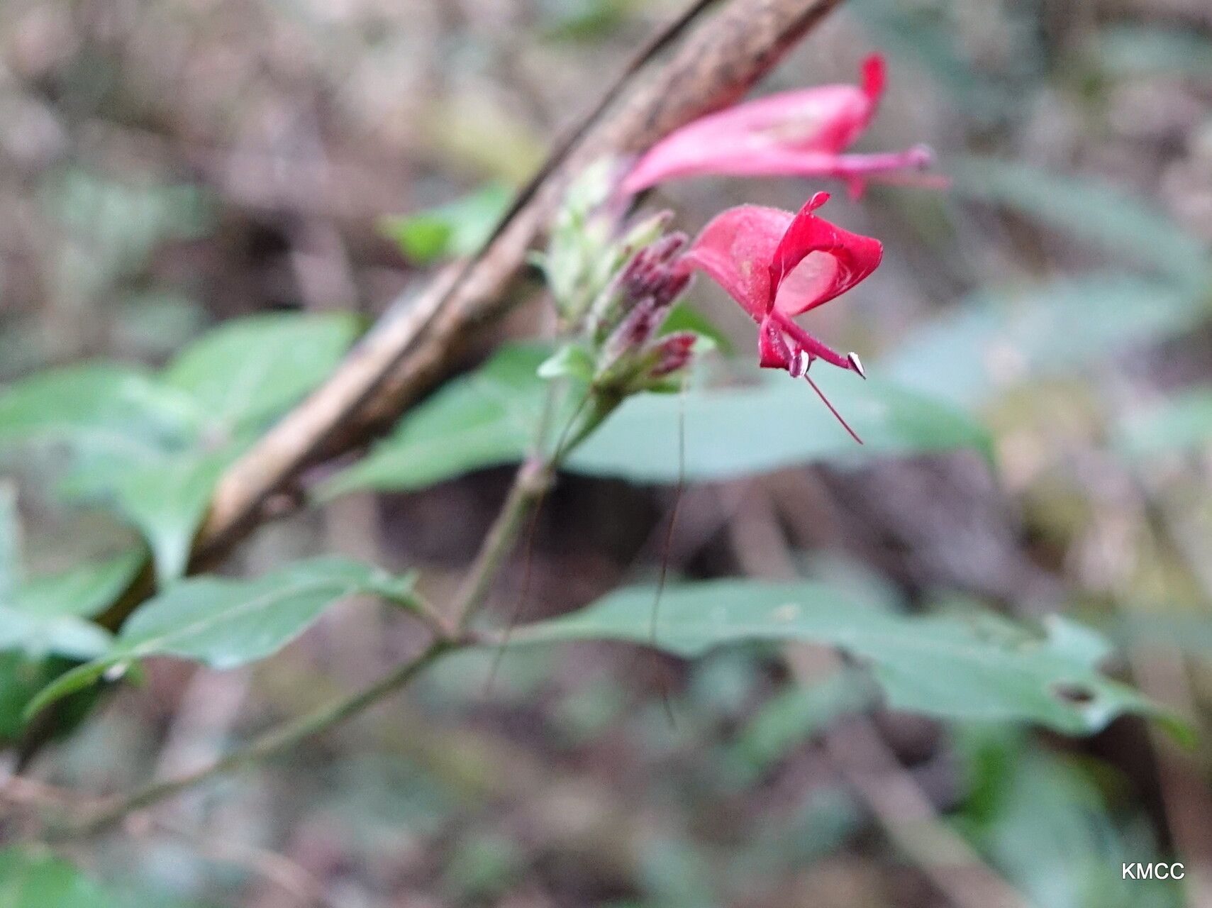 Hypoestes isalensis — houseplant care guide