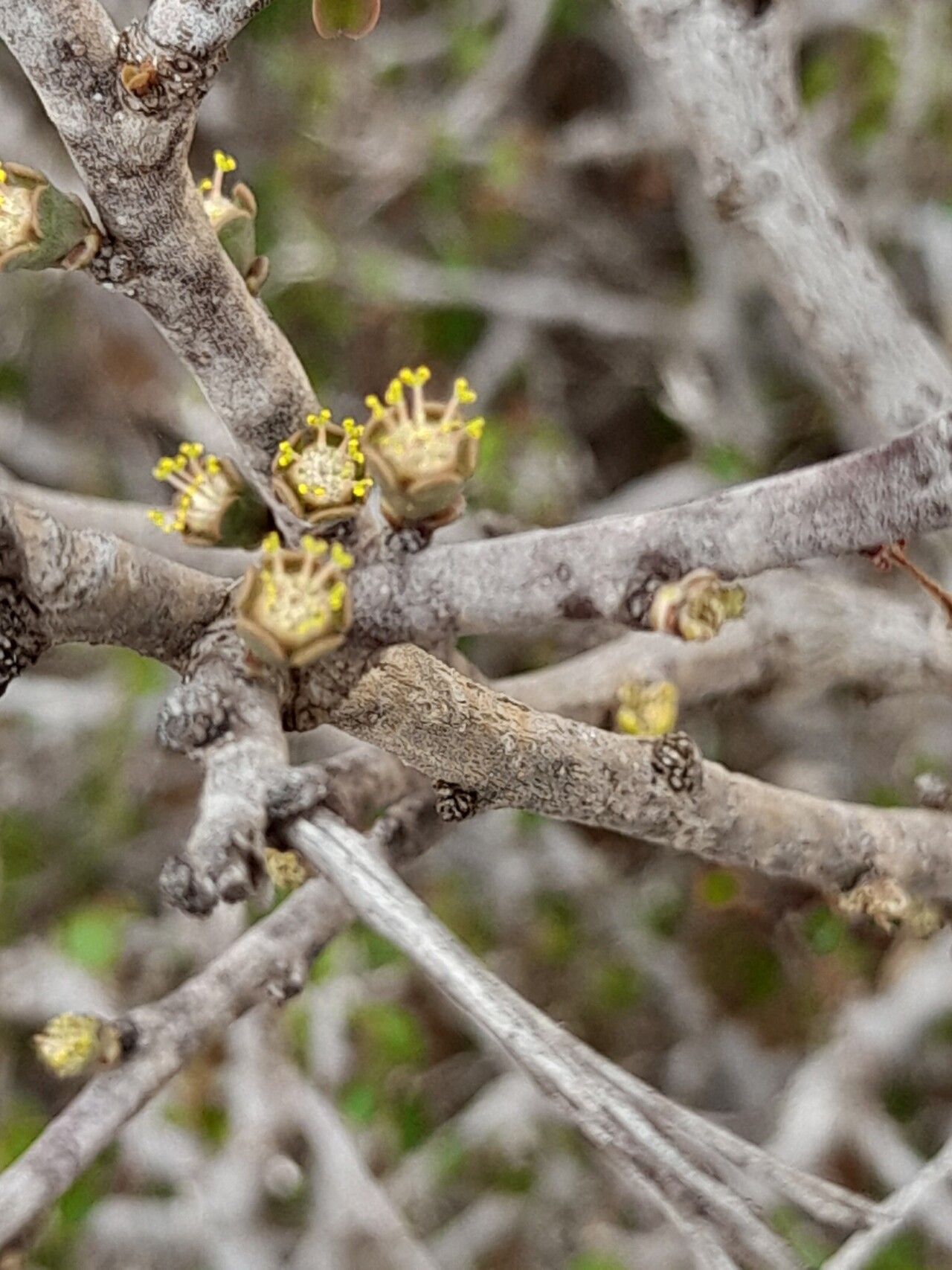 Euphorbia subpeltatophylla flower