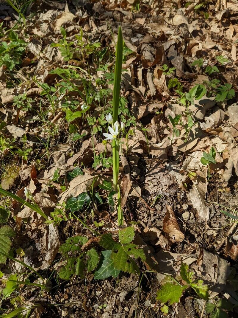Allium pendulinum habit