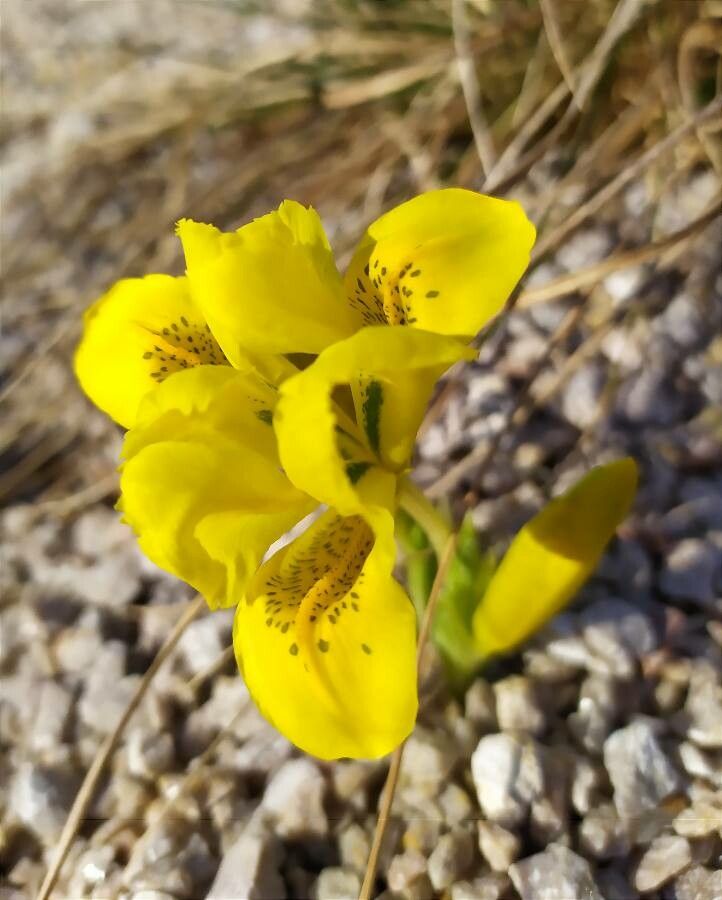 Iris danfordiae flower
