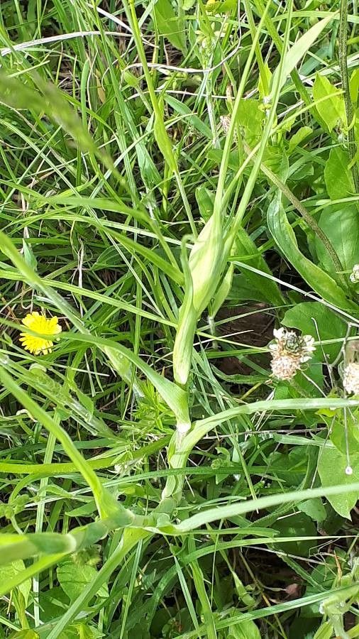 Tragopogon porrifolius leaf