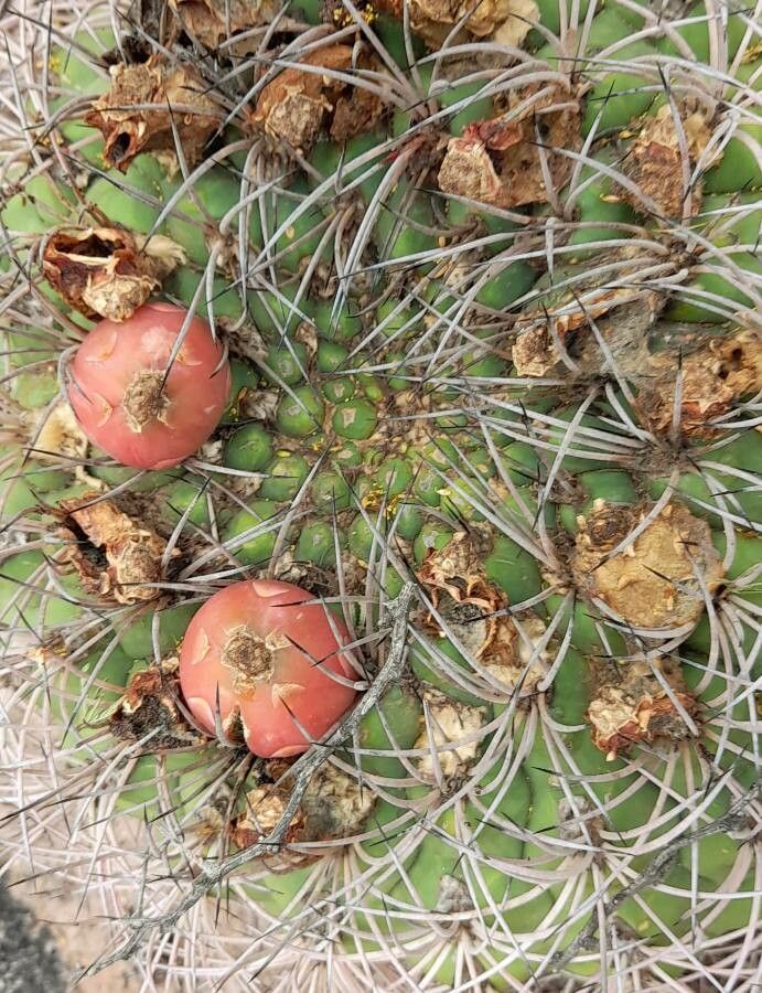 Gymnocalycium saglionis fruit
