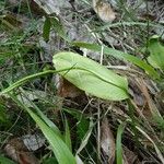 Ophioglossum vulgatum