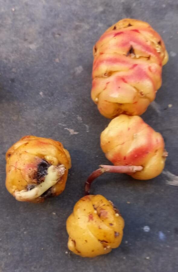 Oxalis tuberosa bark