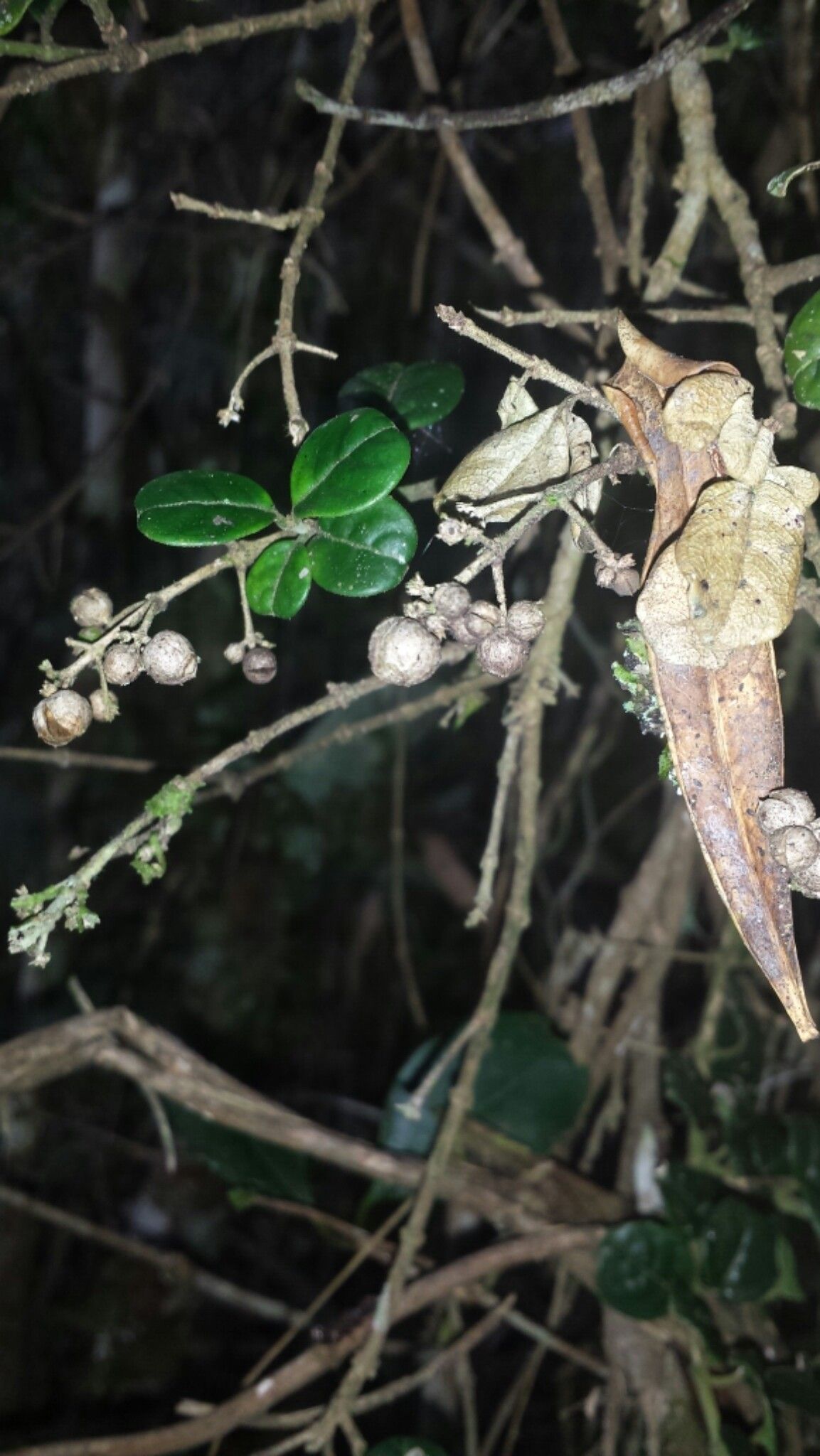 Danais microcarpa fruit