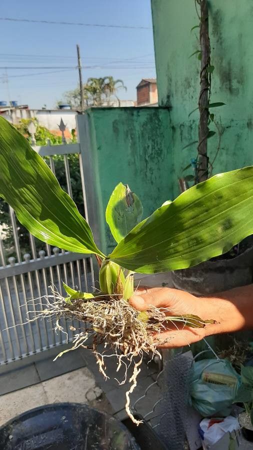 Gongora leucochila — search result for 'Gongora'