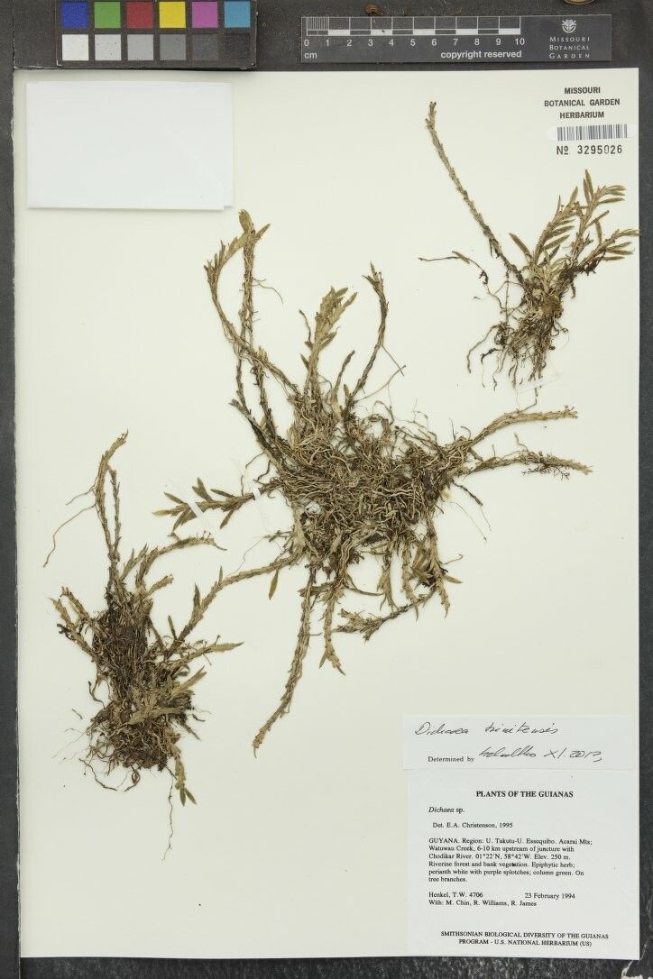 Dichaea trinitensis other