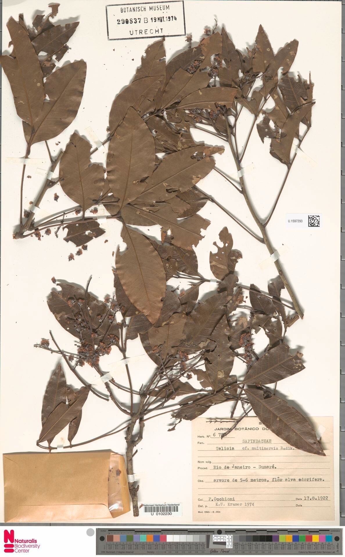 Talisia firma leaf