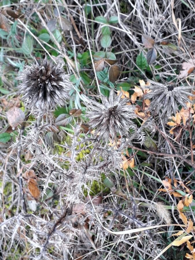 Echinops ritro fruit