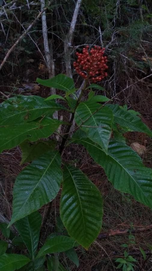 Isertia haenkeana — related species from the same genus