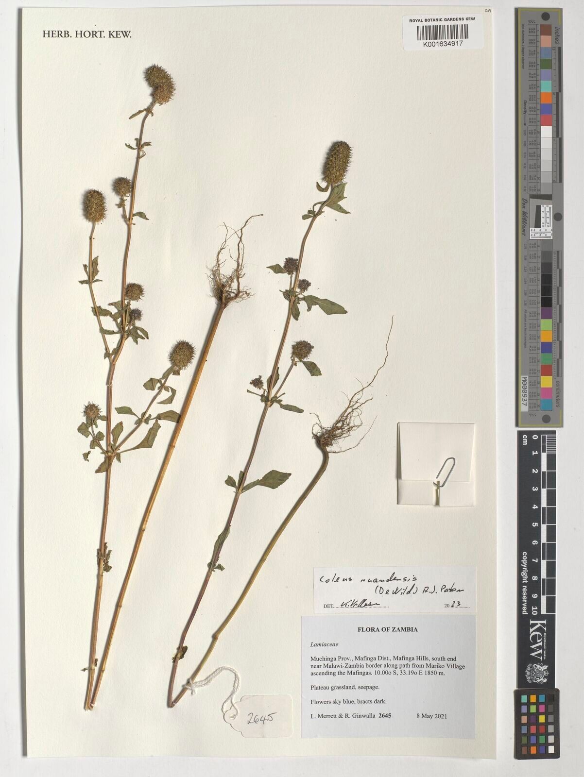 Coleus ruandensis — houseplant care guide