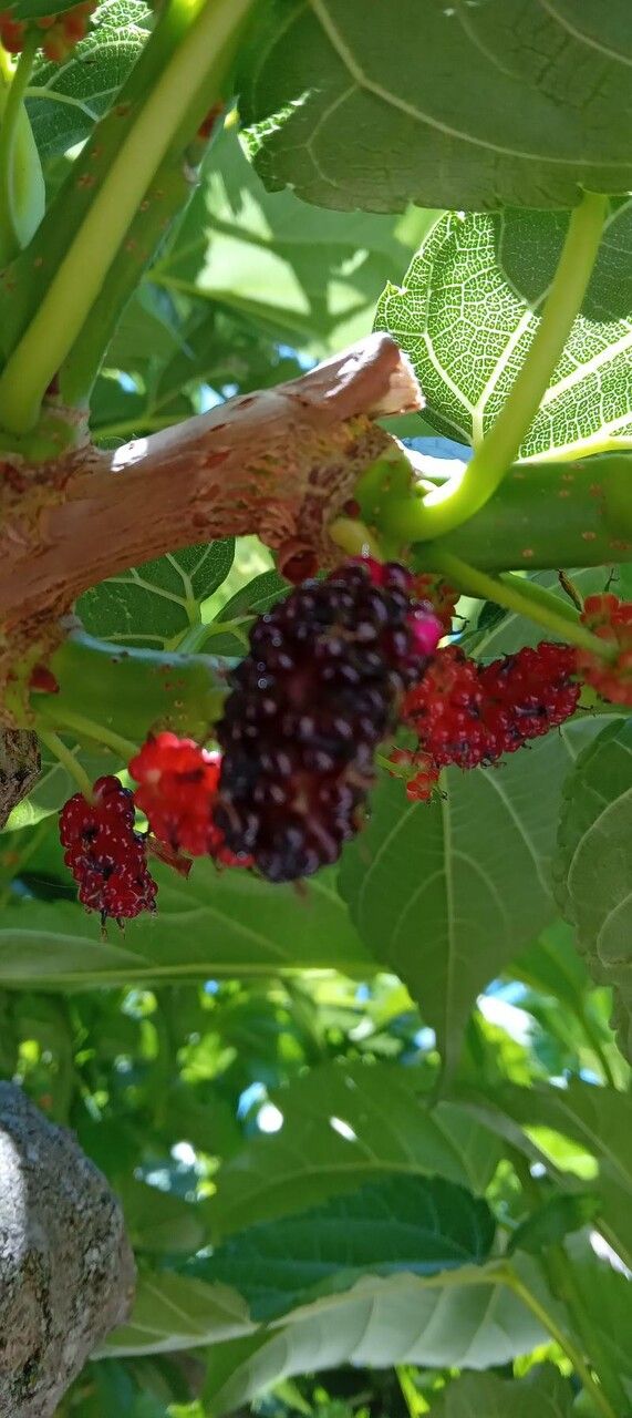 Morus kagayamae fruit