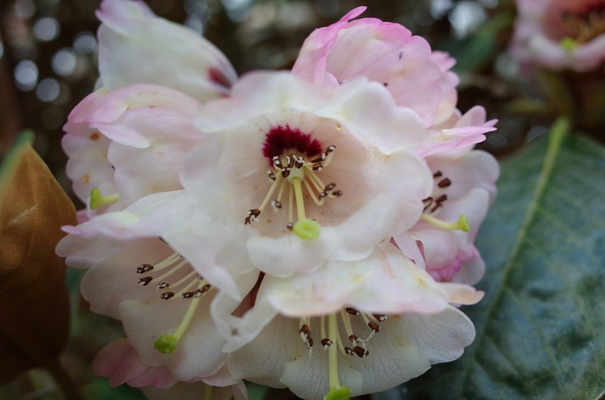 Rhododendron arizelum flower