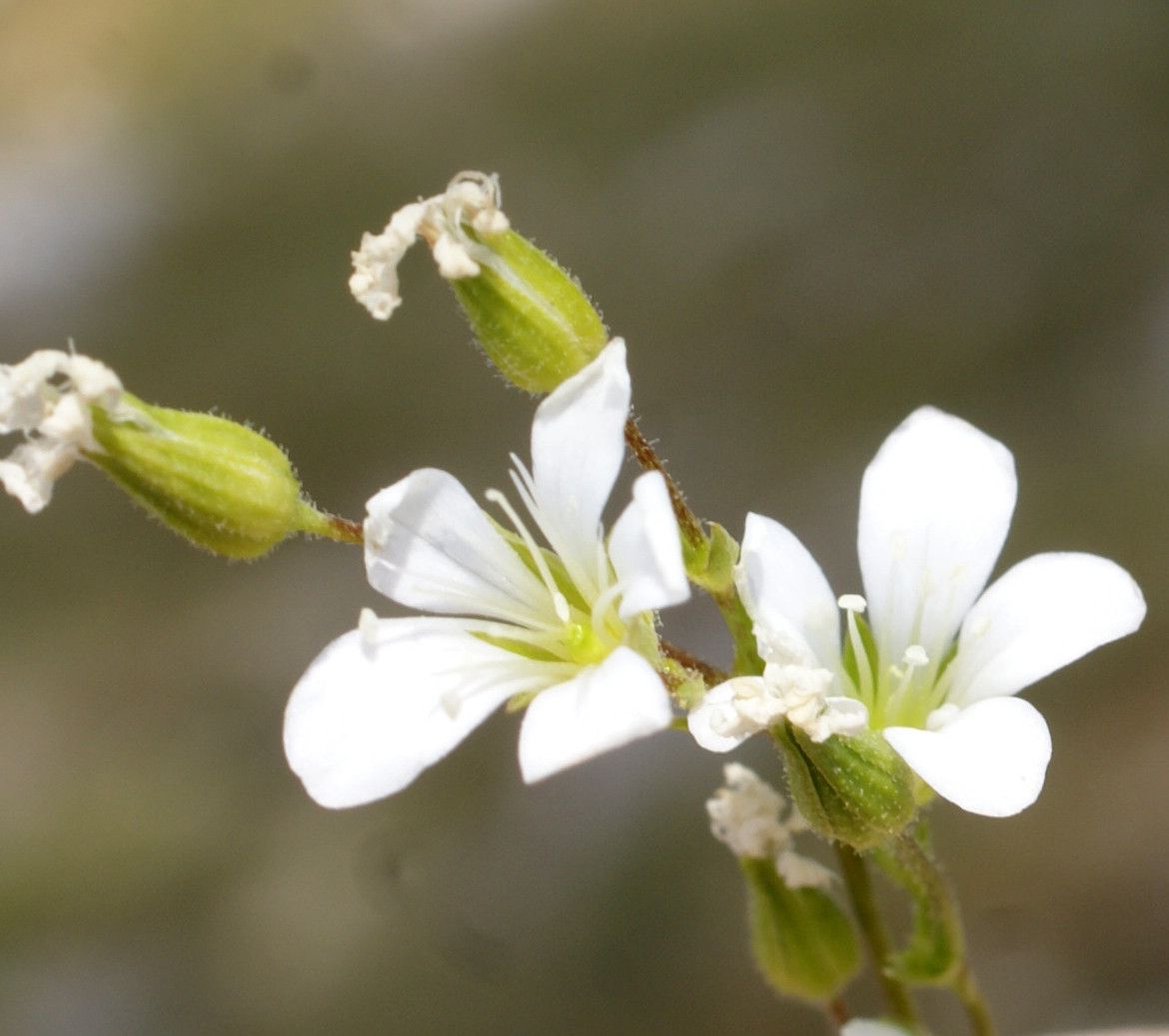 Minuartia villarii flower