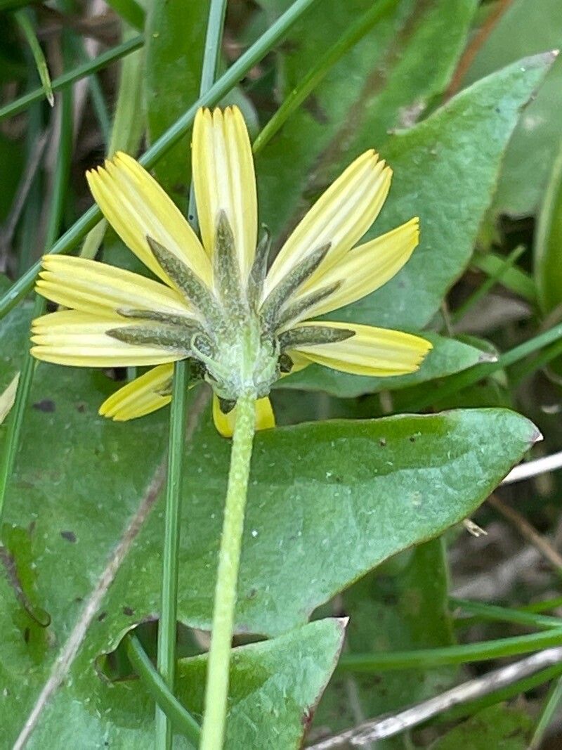 Leontodon saxatilis flower