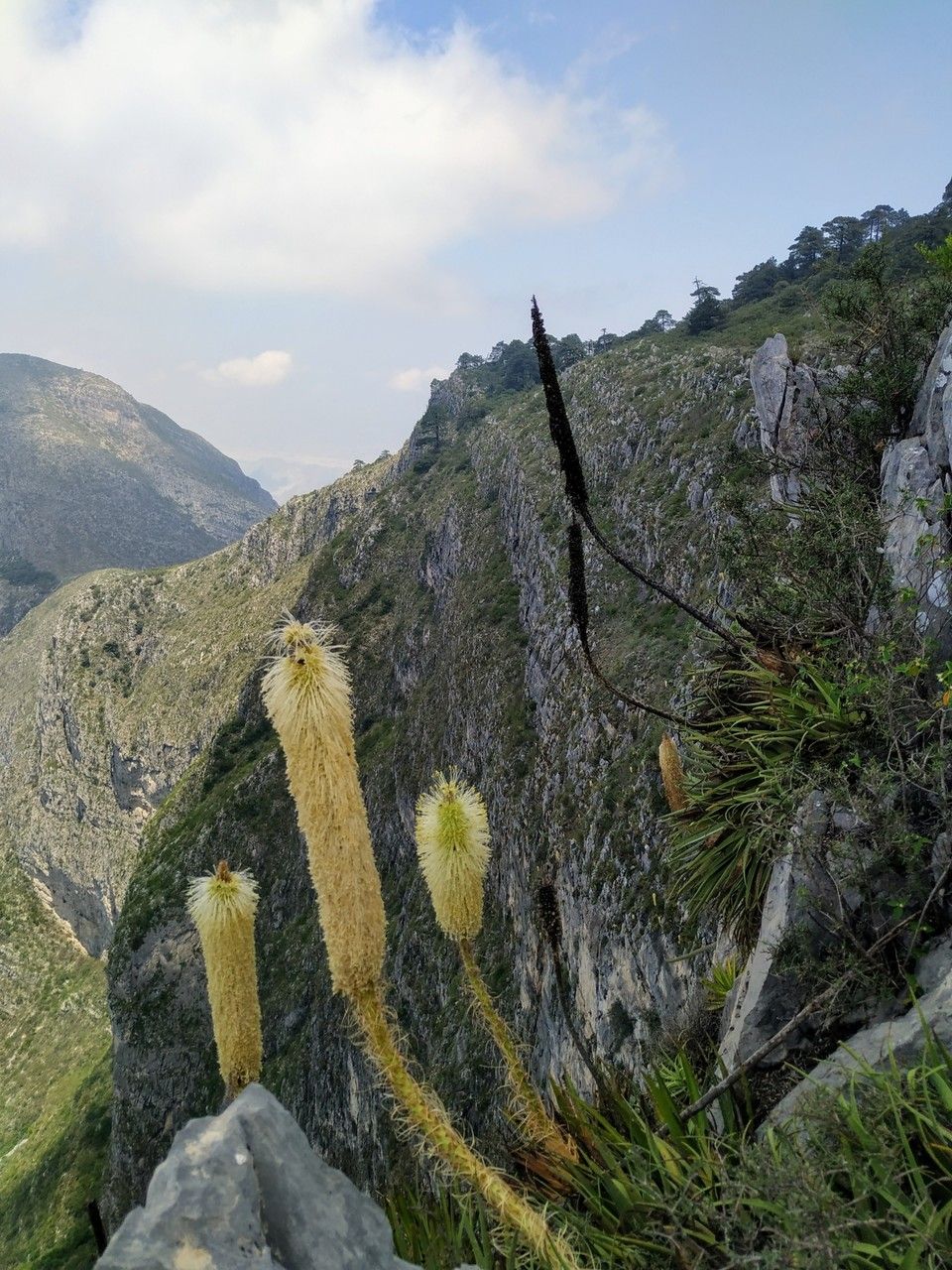 Agave bracteosa habit