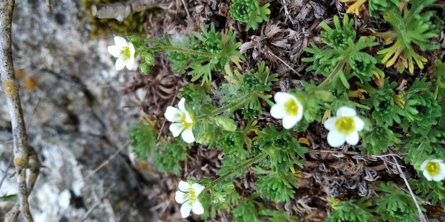 Saxifraga moncayensis flower