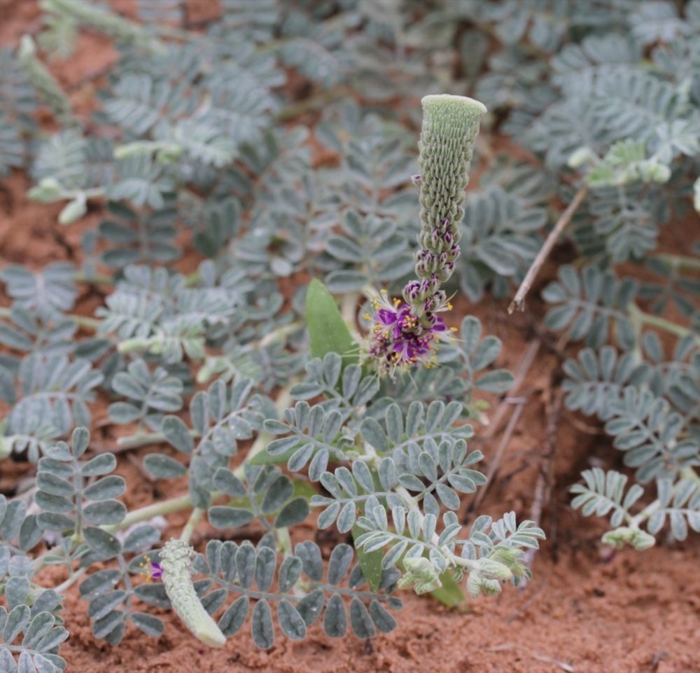 Dalea lanata habit
