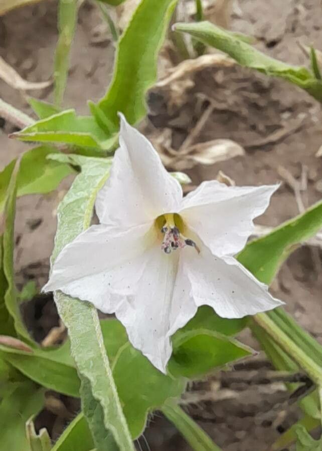 Convolvulus crenatifolius — search result for 'Convolvulus'