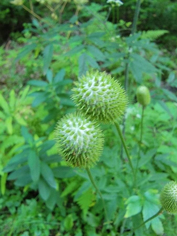 Anemone virginiana fruit