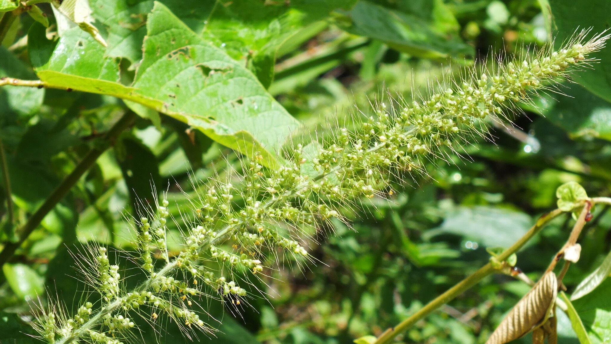 Setaria scabrifolia — search result for 'Setaria'